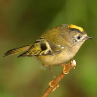 Goldcrest